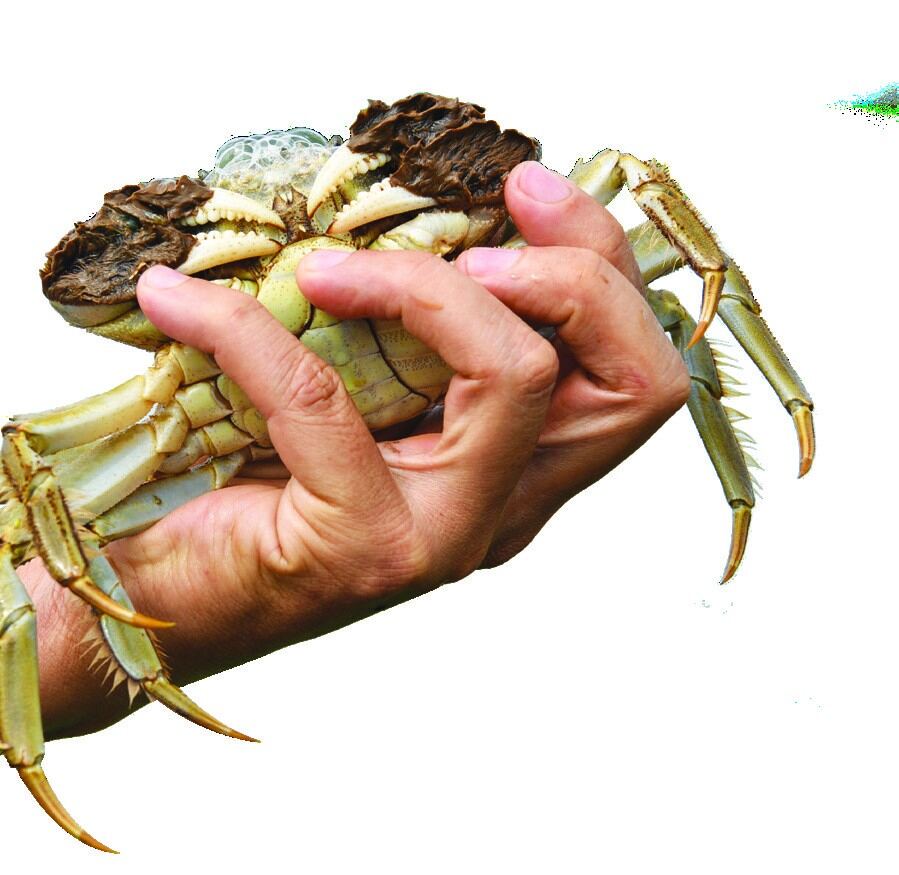 Đánh giá hiệu quả mô hình xác định mật độ nuôi phù hợp cho cua cà ra thương phẩm