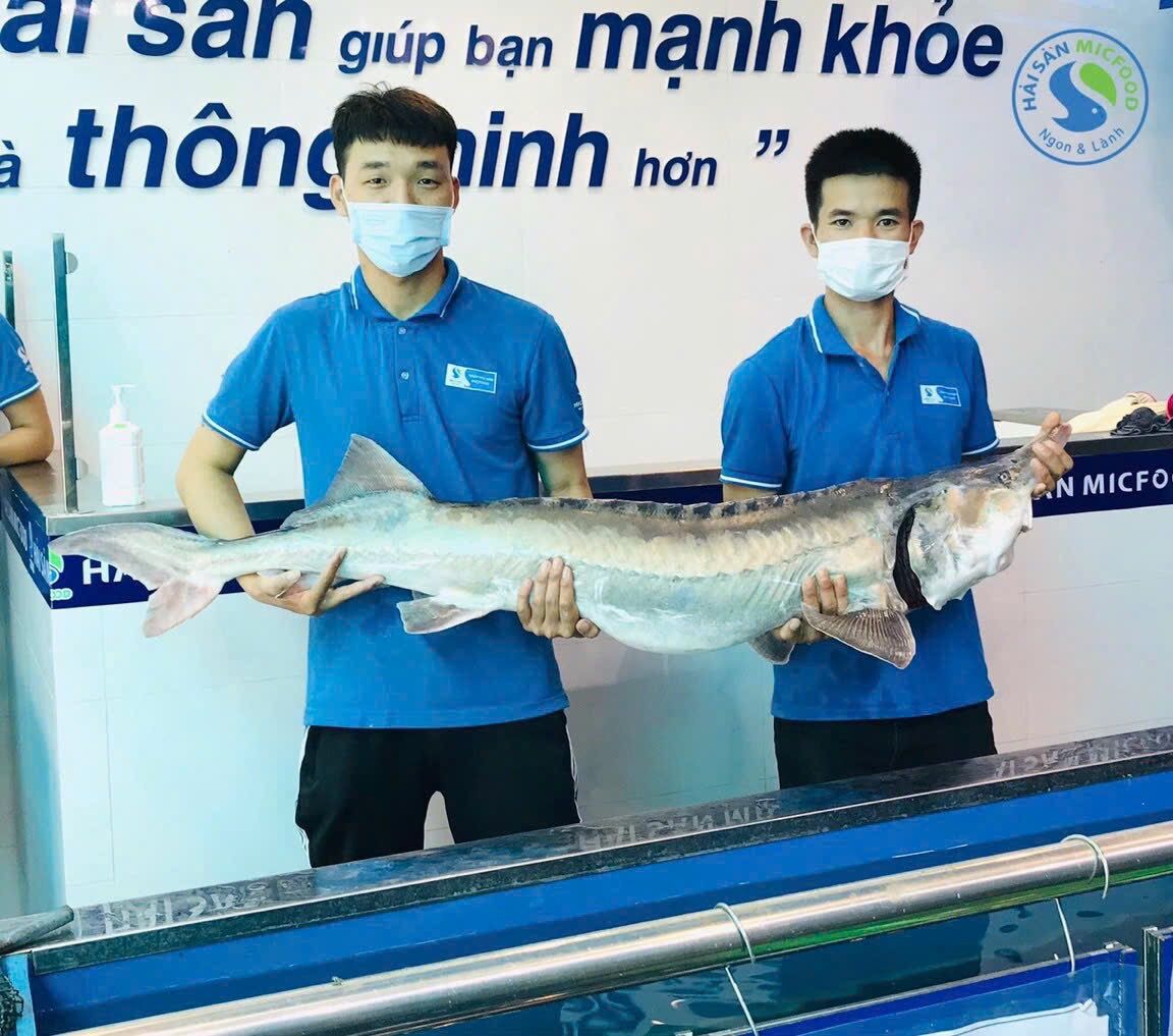 Cá tầm Sông Đà tại cửa hàng Hải sản MICFOOD