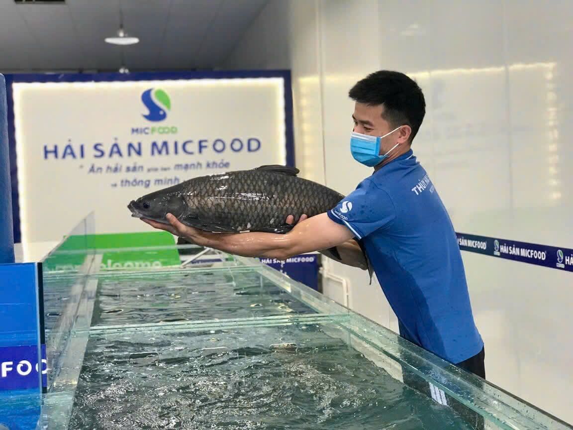 Nhân viên MICFOOD kiểm tra cá Sông Đà tươi sống