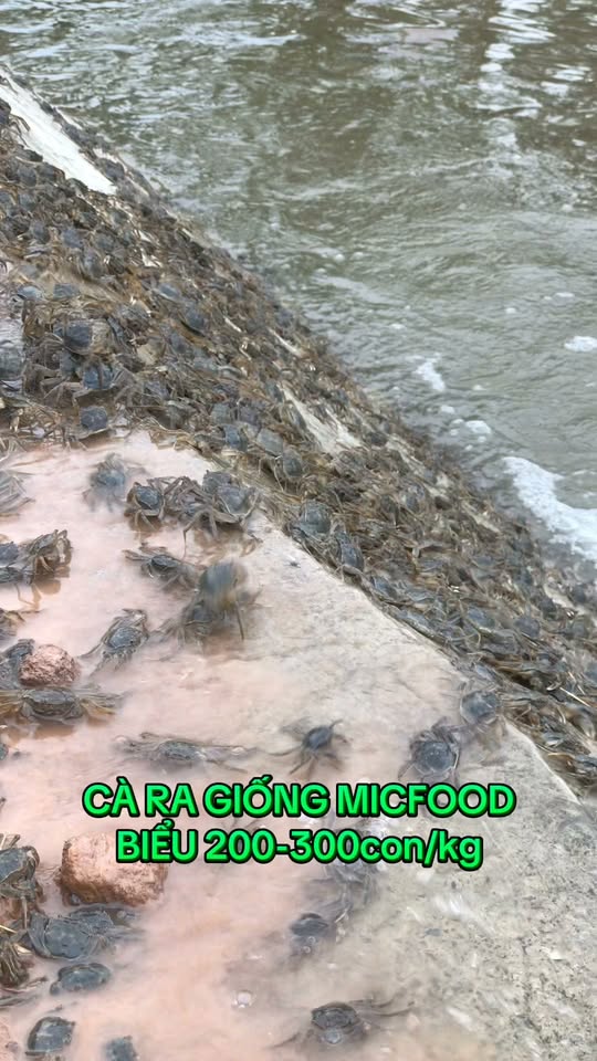 Cua giống cà ra tại trại giống MICFOOD