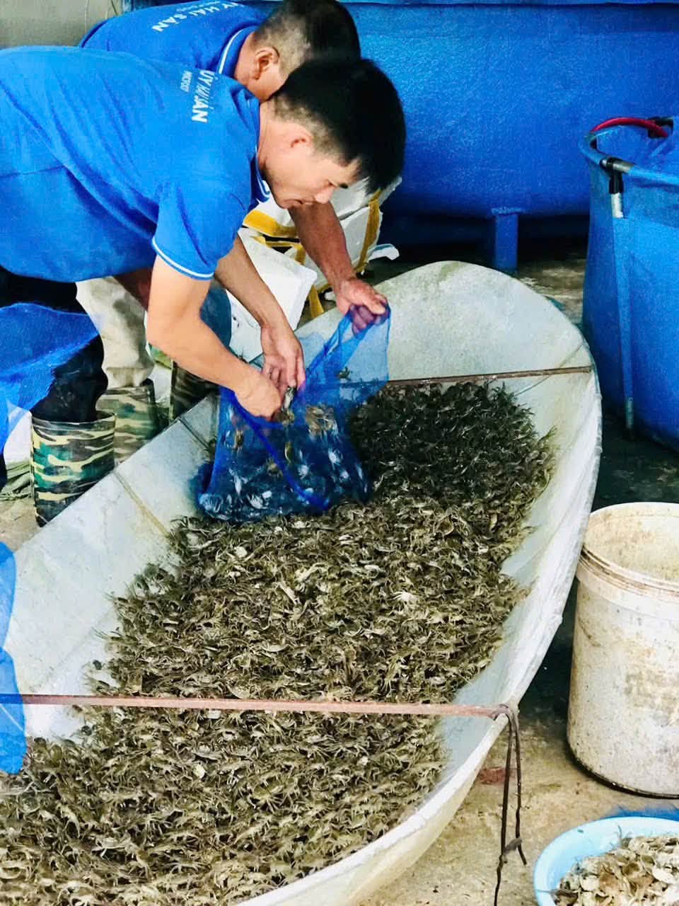 Cung ứng tới vùng nuôi