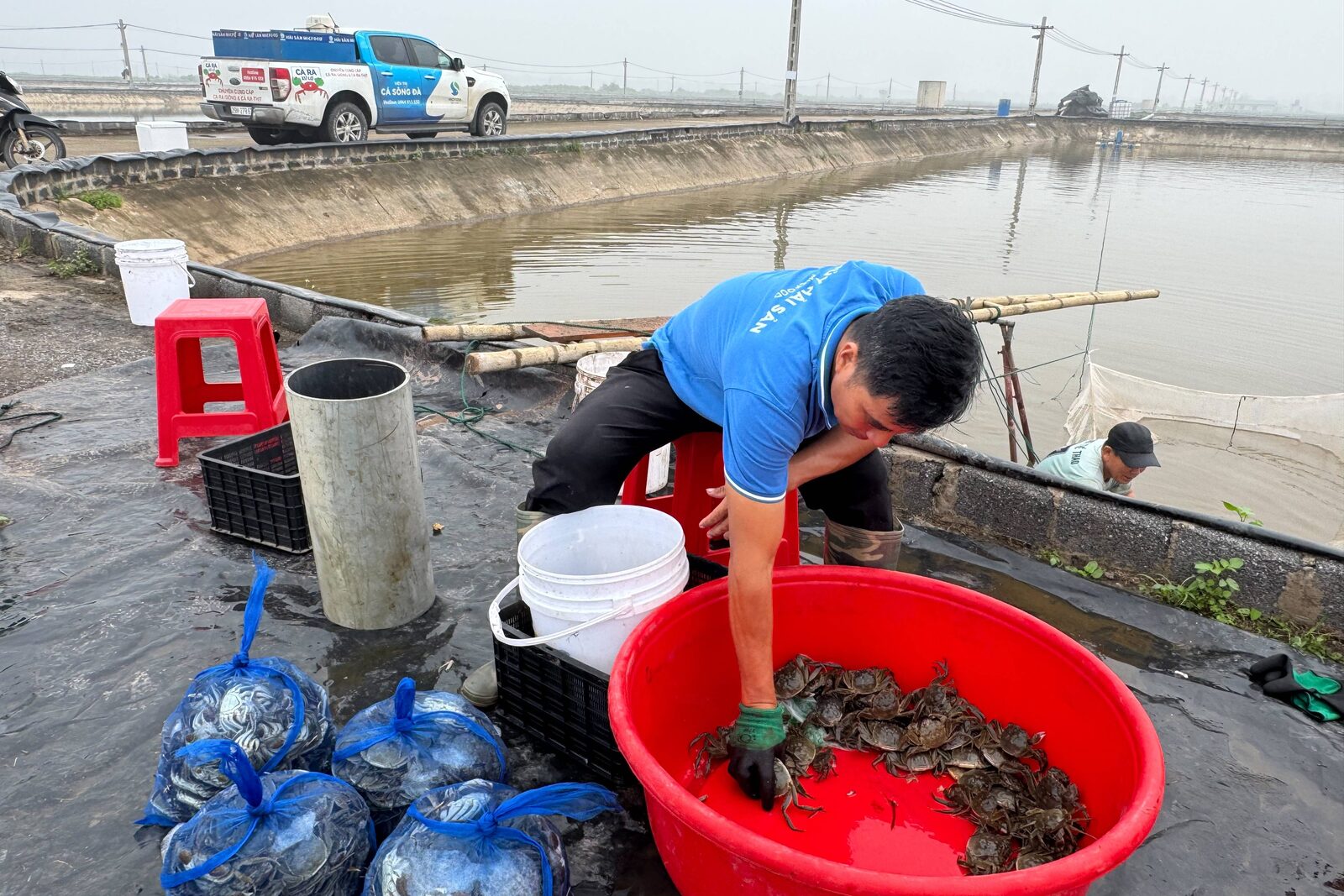 Kỹ thuật viên MICFOOD kiểm tra cua tại ao nuôi